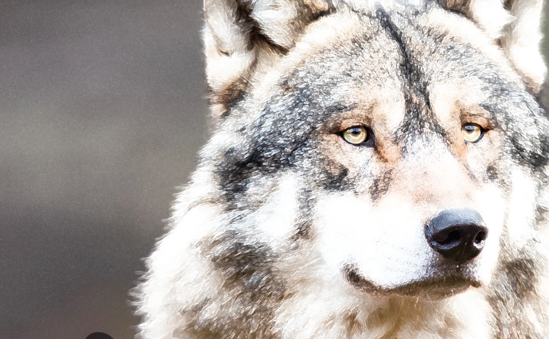 Grey Wolf